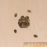 Potagères - Pastèque Charleston Gray - Cuisine du Monde - MEDIA_3D